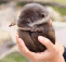 Avatar for snottyotter